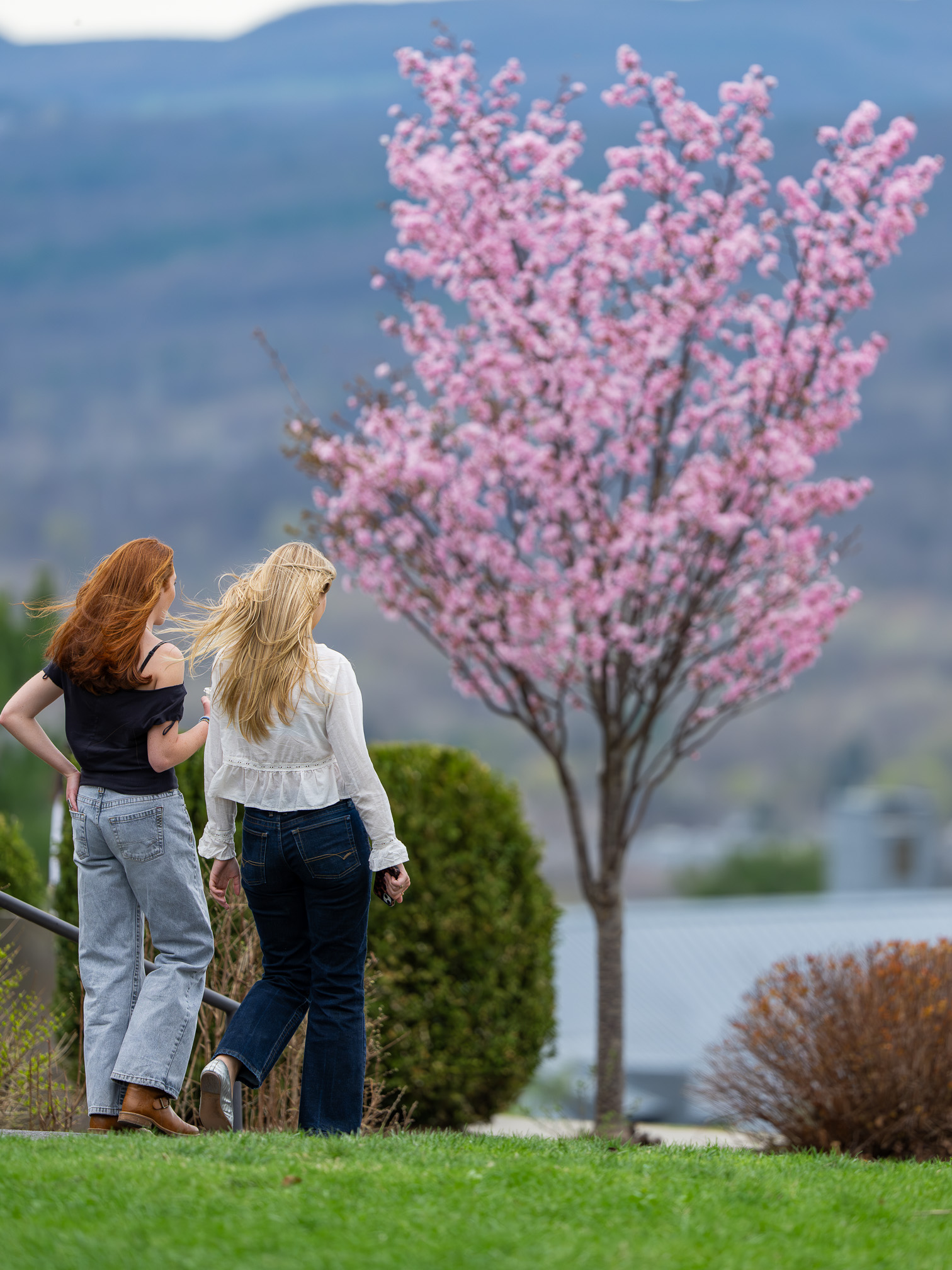 Spring in Pink